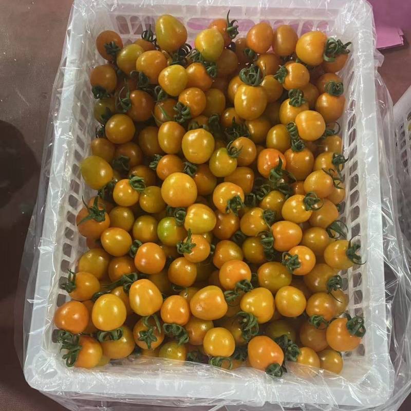 山东寿光产区小番茄橙货橙色果子新鲜采摘产地直达
