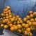 山东寿光产区小番茄橙货橙色果子新鲜采摘产地直达