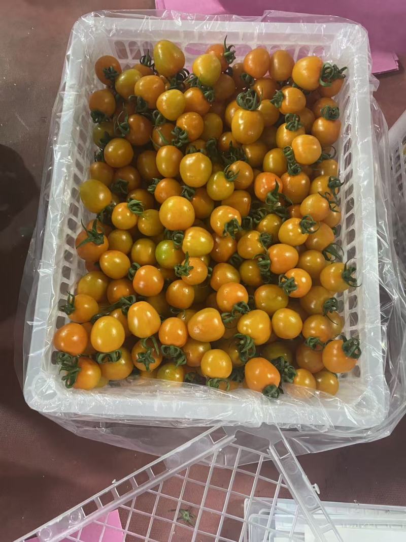 山东寿光产区小番茄橙货橙色果子新鲜采摘产地直达
