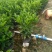 非洲茉莉，黑杯，普宁苗木基地大量供应，