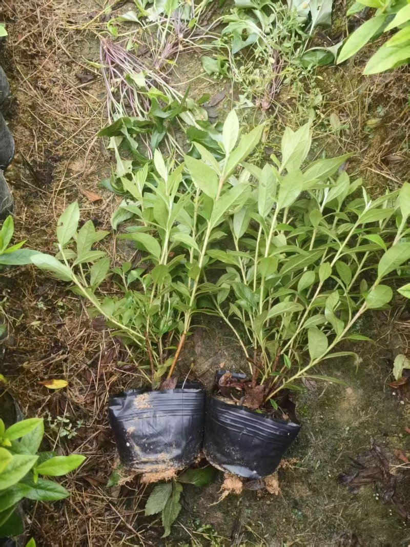 毛杜鹃，黑袋，25-30高，大量供应，普宁苗木基地