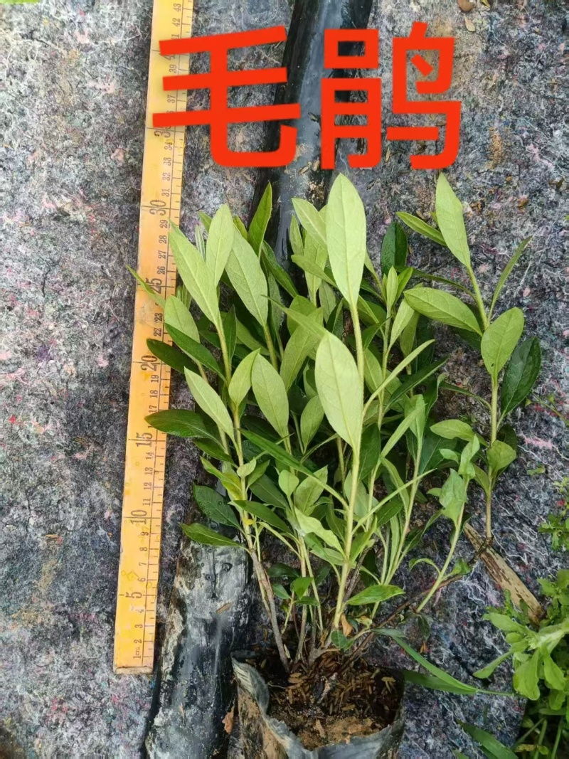 毛杜鹃，黑袋，25-30高，大量供应，普宁苗木基地