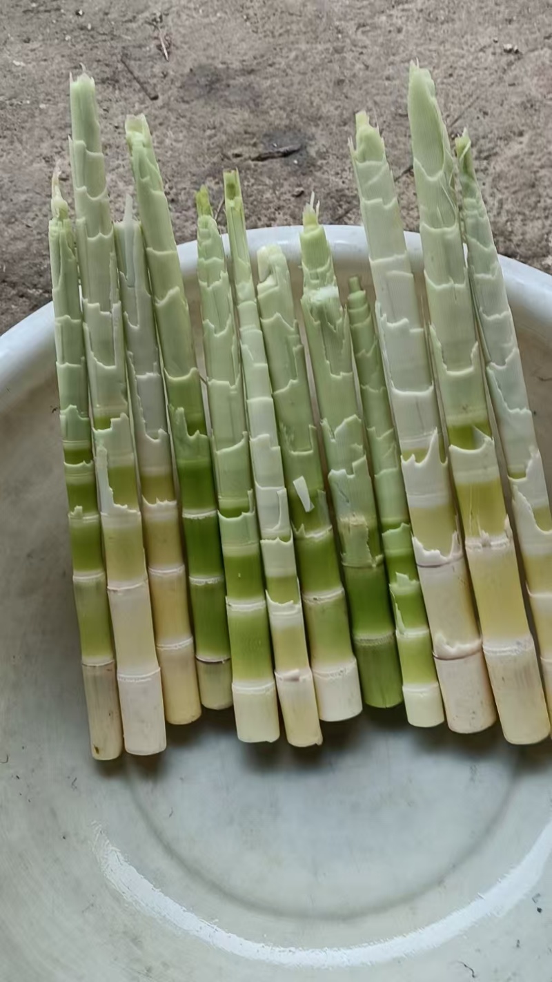 野生水竹笋天然