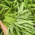 大棚空心菜头，15到20长，空心菜头，有需要可以联系我