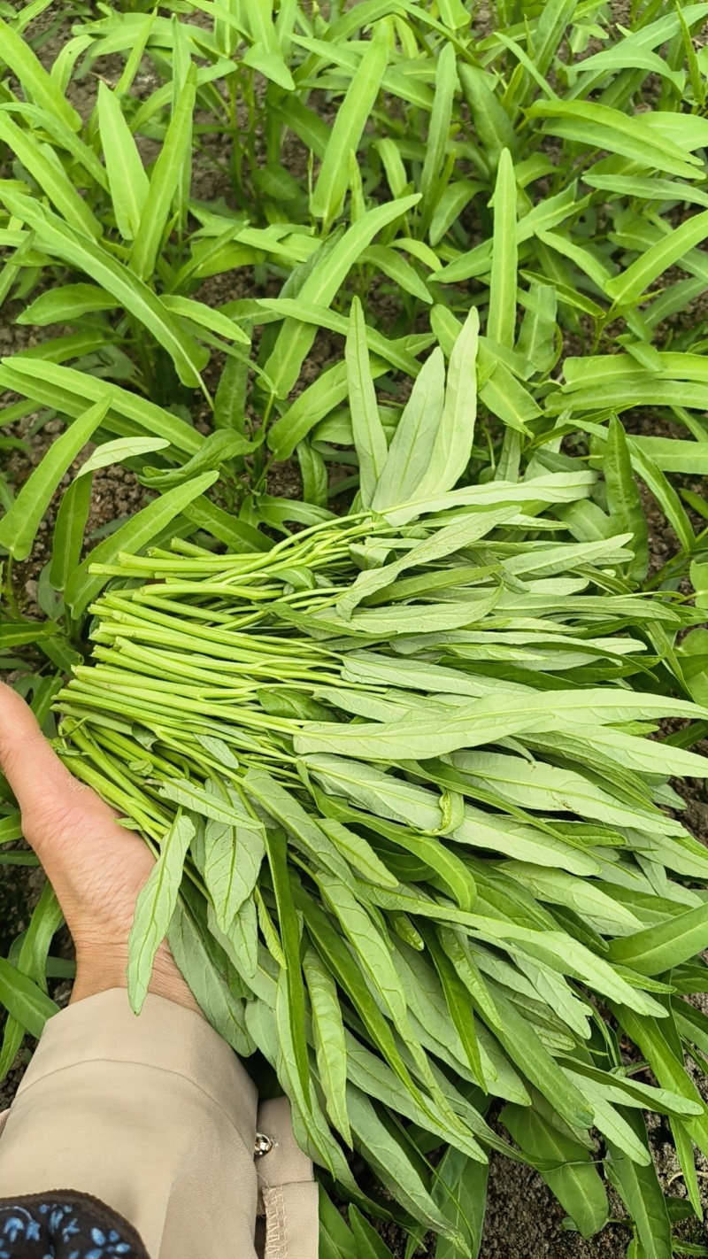 大棚空心菜头，15到20长，空心菜头，有需要可以联系我