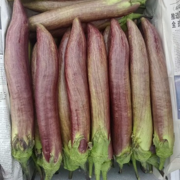 冰川茄子