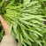 大棚空心菜头，15到20长，空心菜头，有需要可以联系我