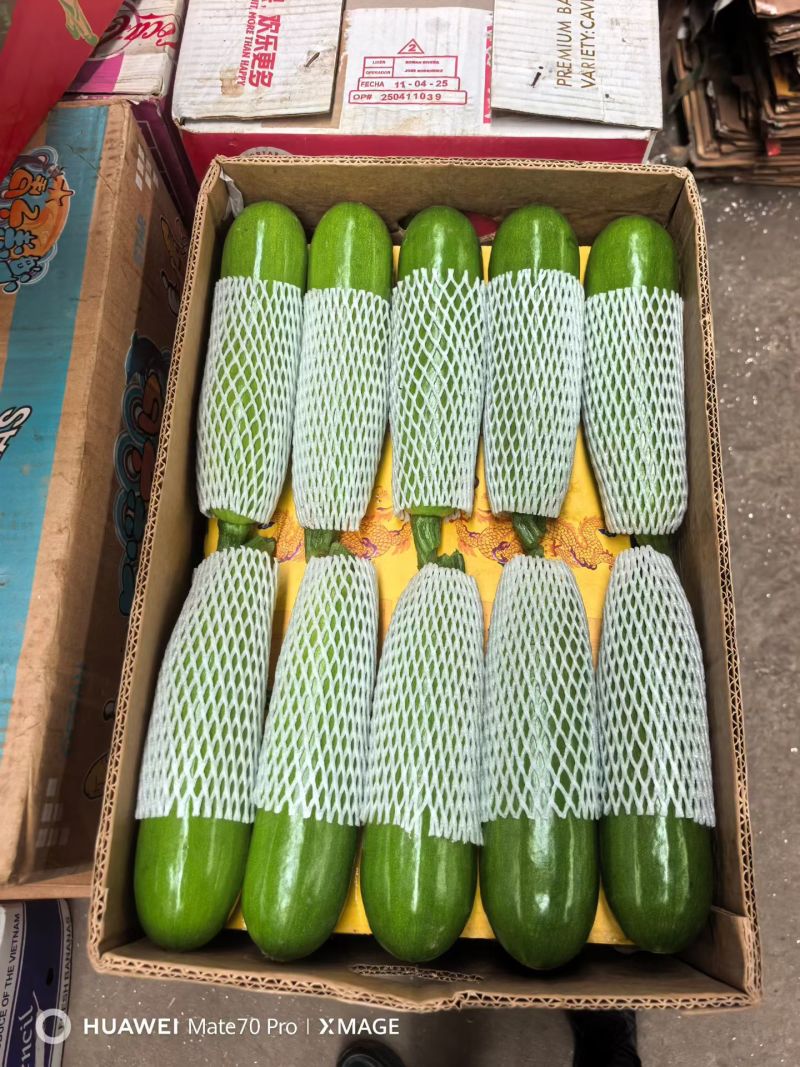 精品绿皮西葫芦基地一手货源全国发货可视频看货