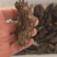真正的海参，海上现场打捞加工