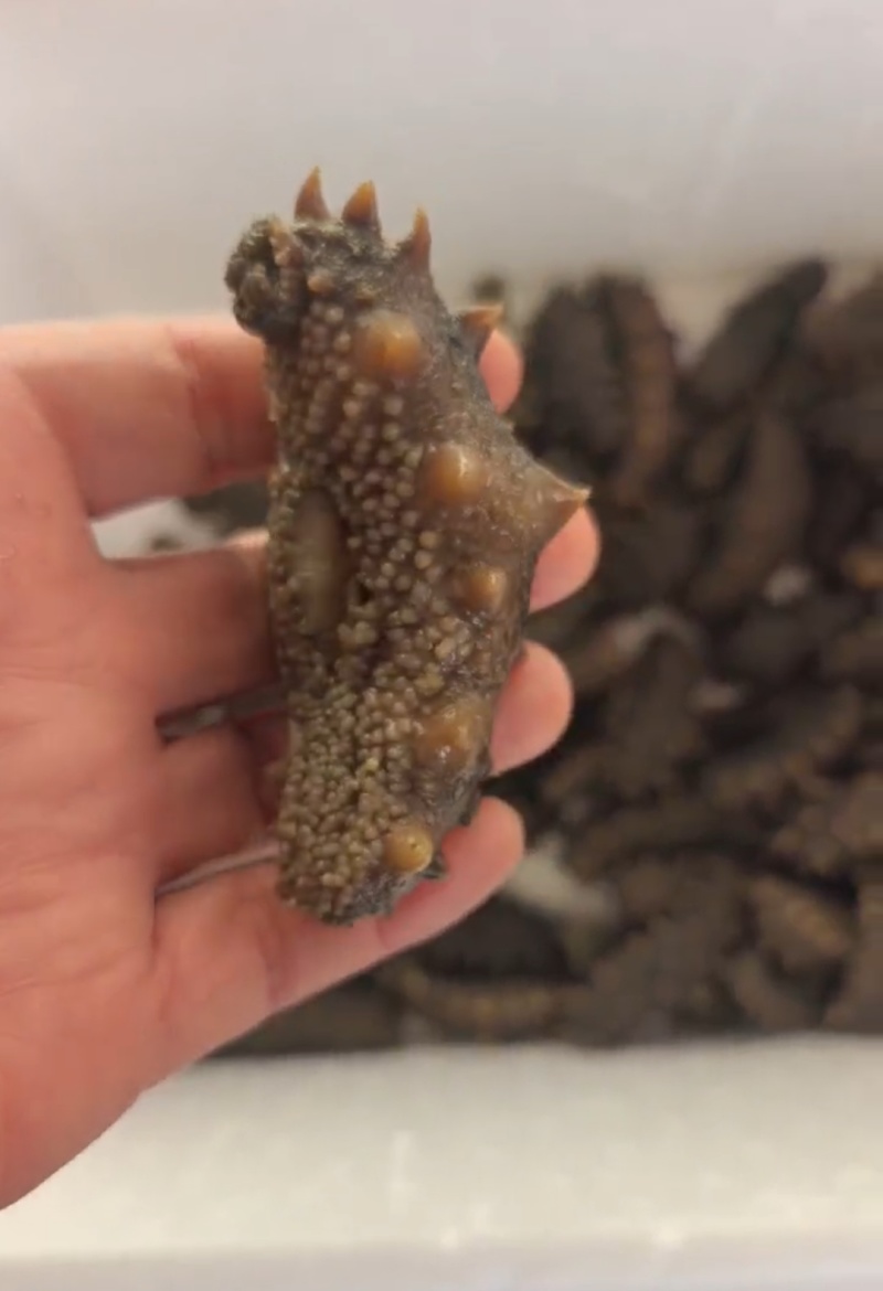 真正的海参，海上现场打捞加工