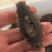 真正的海参，海上现场打捞加工