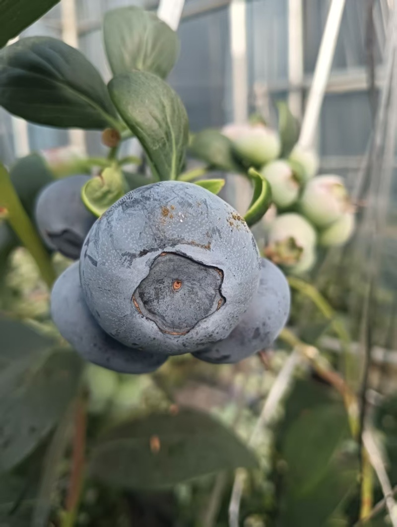 蓝莓电商代发。