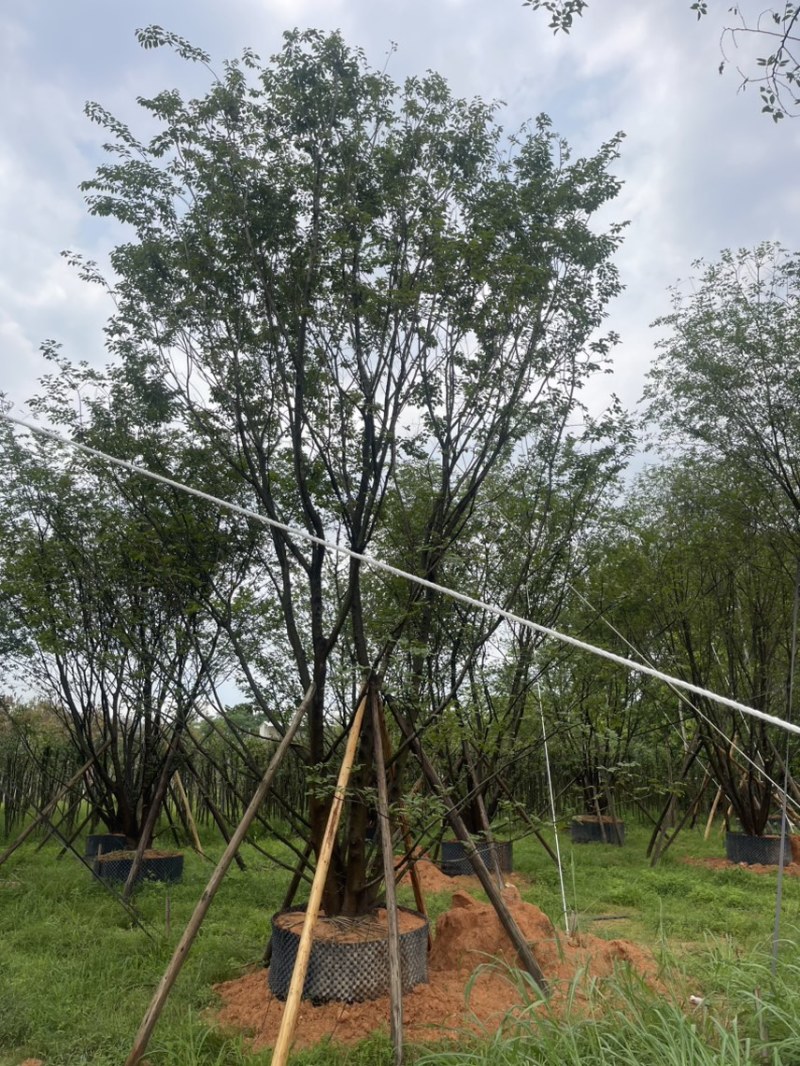 丛生扑树