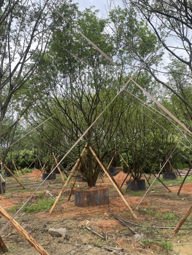 丛生扑树