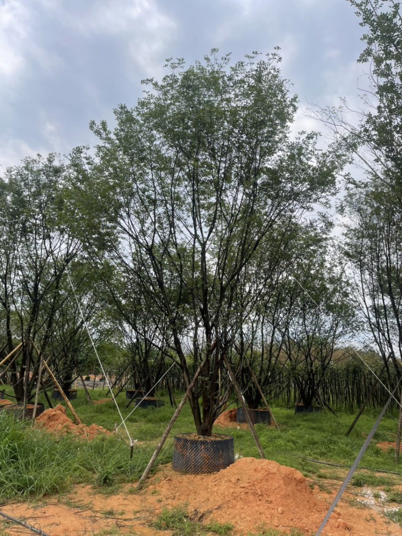 丛生扑树
