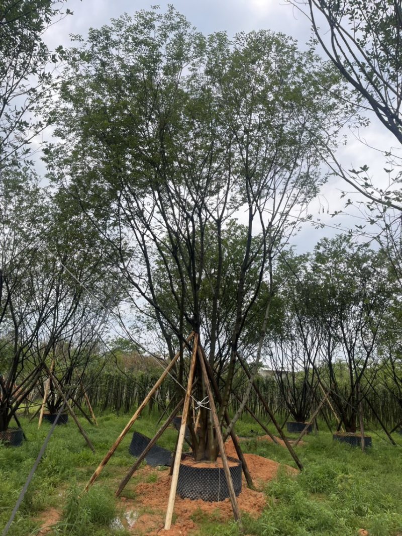 丛生扑树