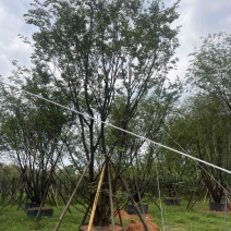 丛生扑树