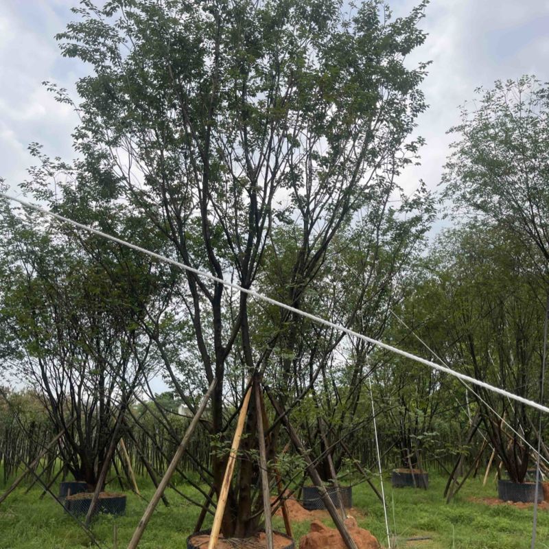 丛生扑树
