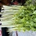 桂河芹菜