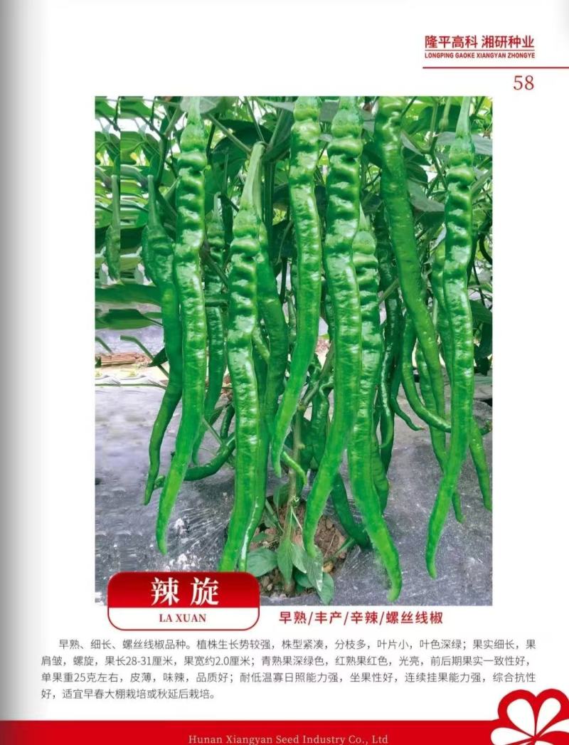 湖南螺线椒苗，辣椒苗，105孔，穴盘苗，正宗湖南辣椒