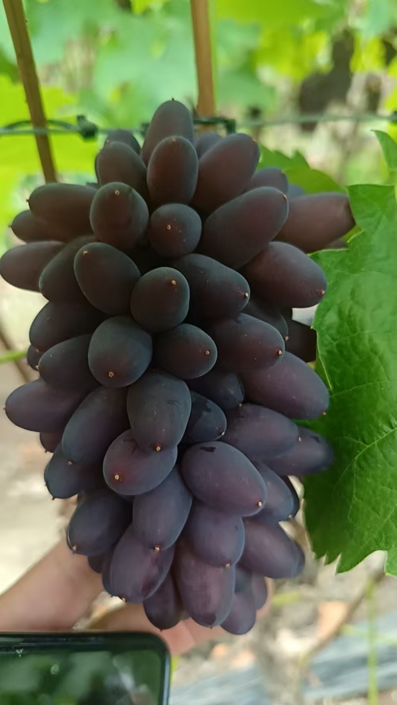 《茉莉香葡萄》河北茉莉香葡萄高质量原产地供应