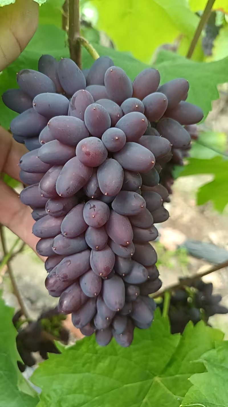 《茉莉香葡萄》河北茉莉香葡萄高质量原产地供应