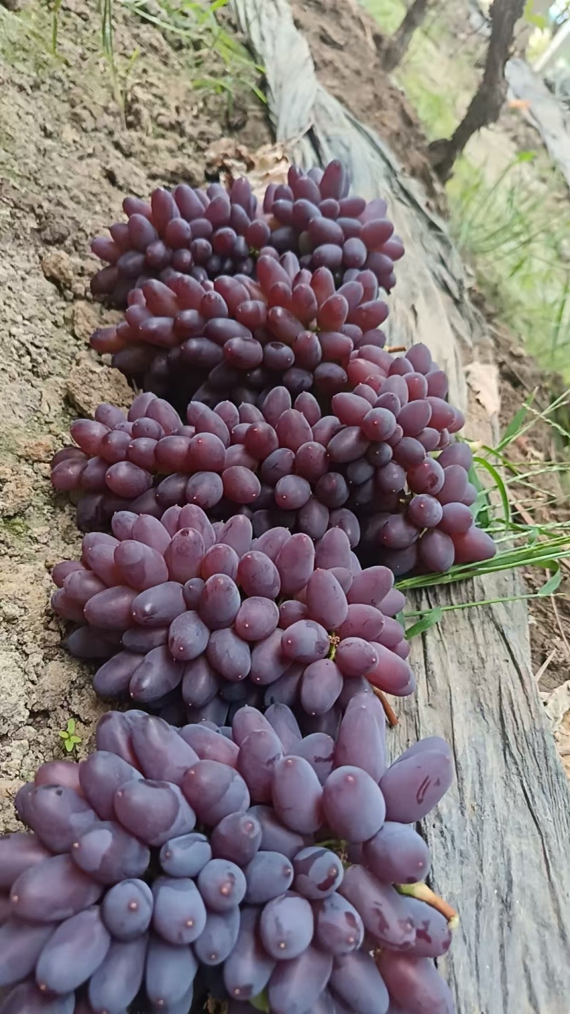《茉莉香葡萄》河北茉莉香葡萄高质量原产地供应