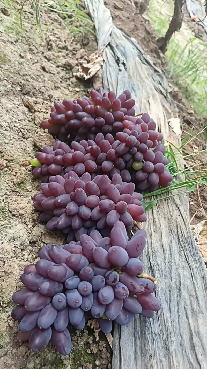 《茉莉香葡萄》河北茉莉香葡萄高质量原产地供应