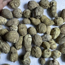 金果榄地苦胆绿消中药材黄灵参凤凰丹吊葫芦九牛胆批发大量