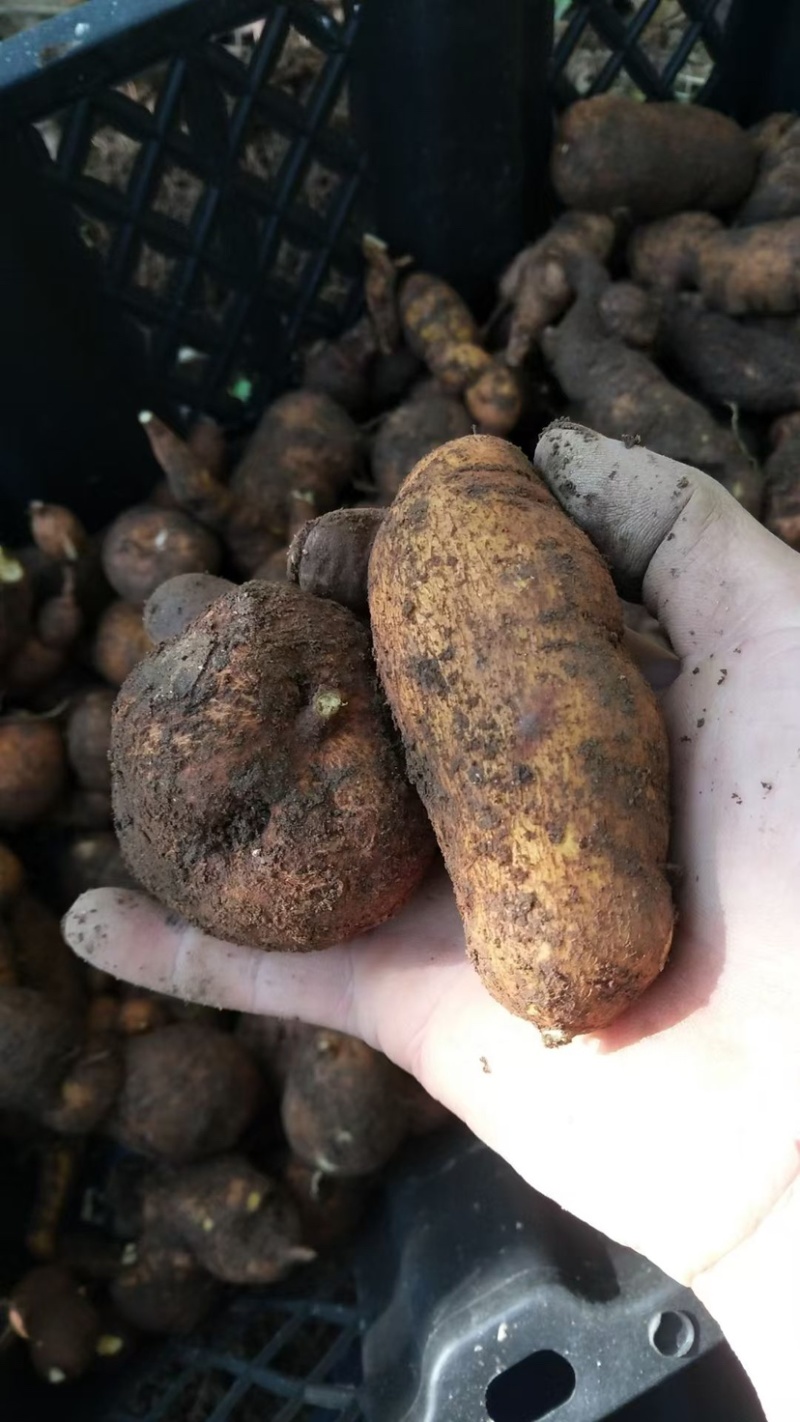 金果榄地苦胆绿消中药材黄灵参凤凰丹吊葫芦九牛胆批发大量