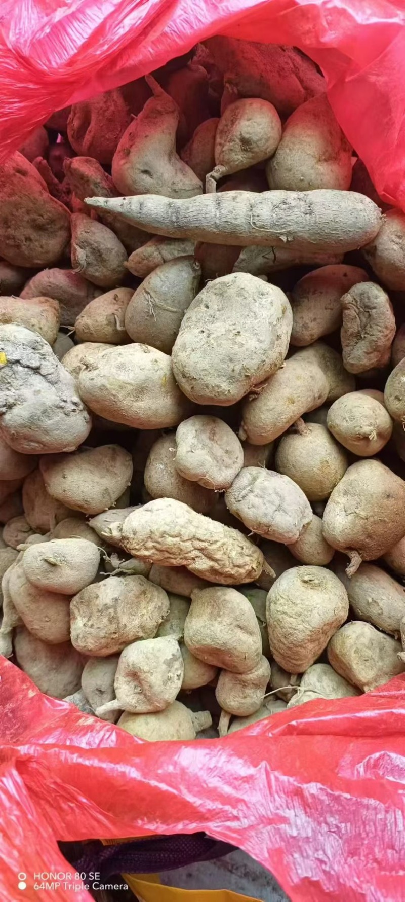 金果榄地苦胆绿消中药材黄灵参凤凰丹吊葫芦九牛胆批发大量