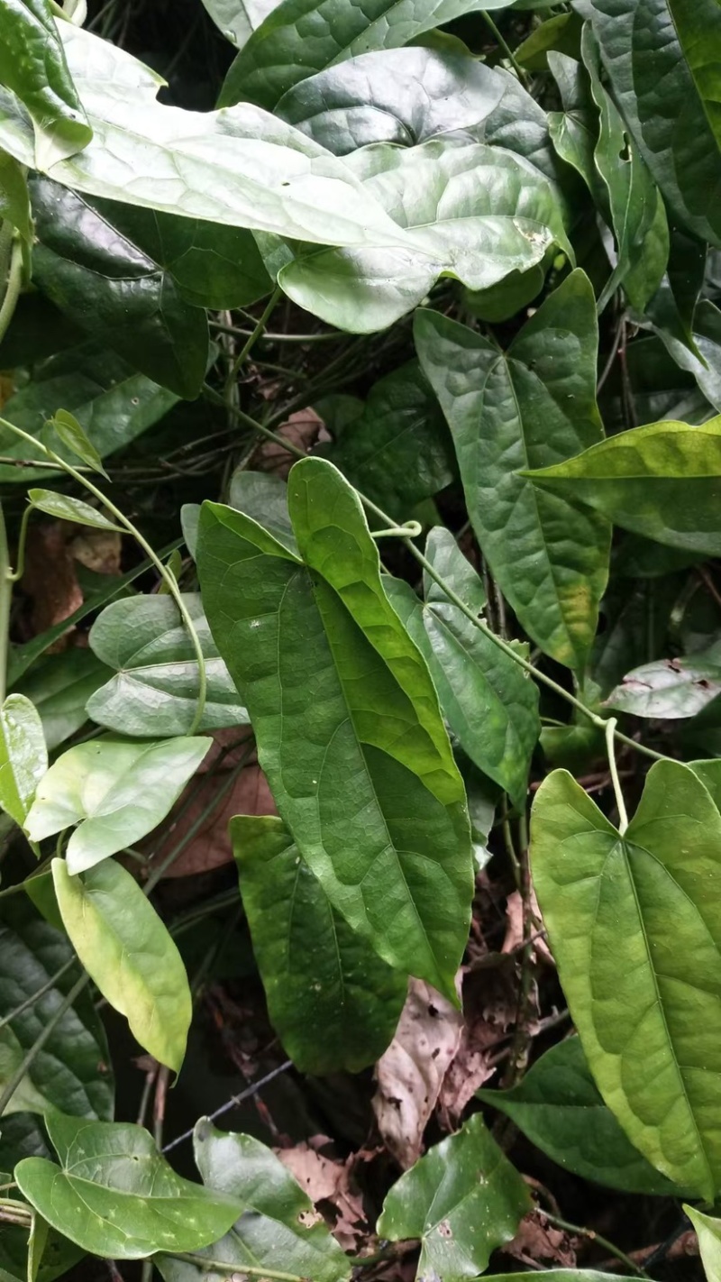 金果榄地苦胆绿消中药材黄灵参凤凰丹吊葫芦九牛胆批发大量