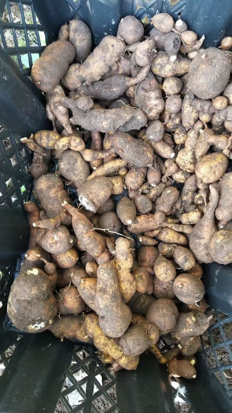 金果榄地苦胆绿消中药材黄灵参凤凰丹吊葫芦九牛胆批发大量