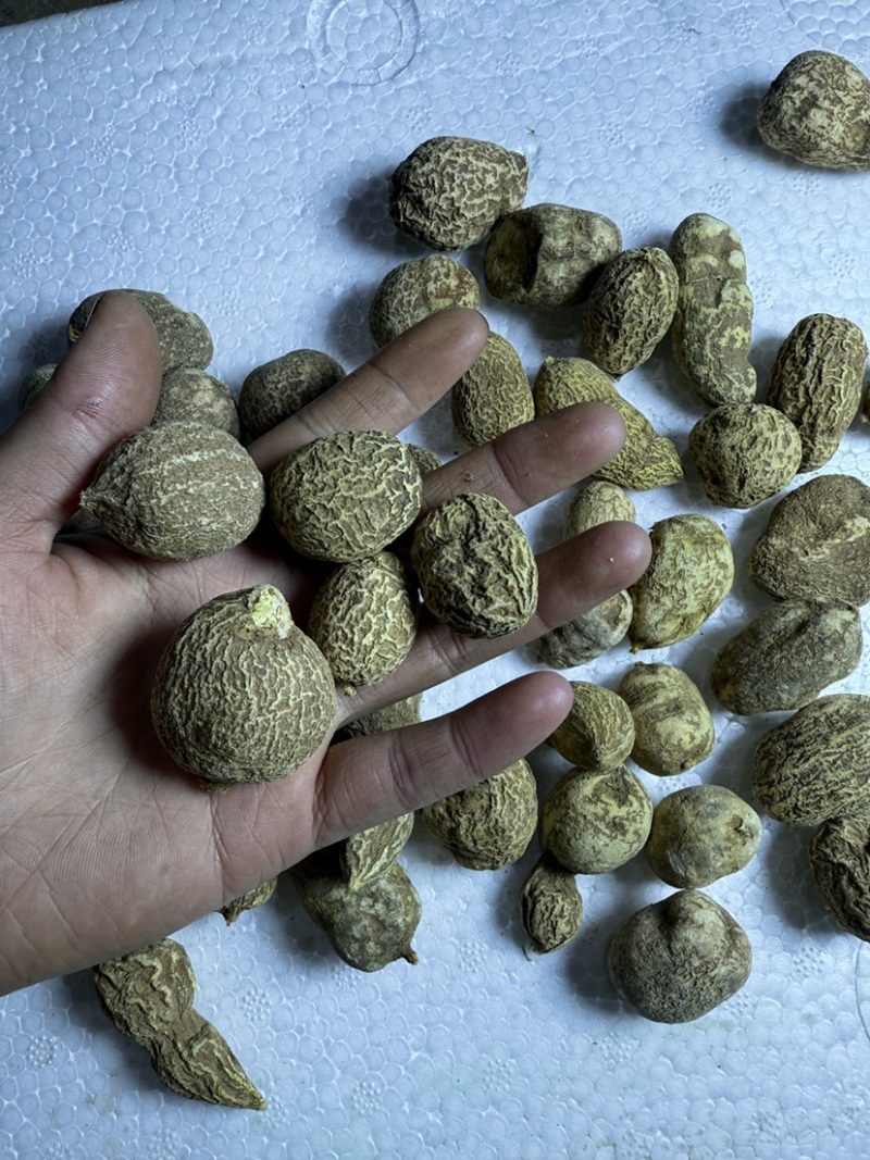 金果榄地苦胆绿消中药材黄灵参凤凰丹吊葫芦九牛胆批发大量