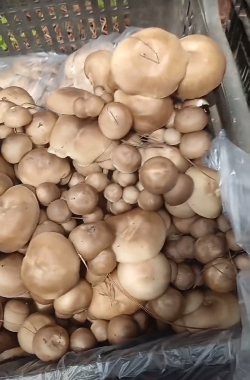 白风菌