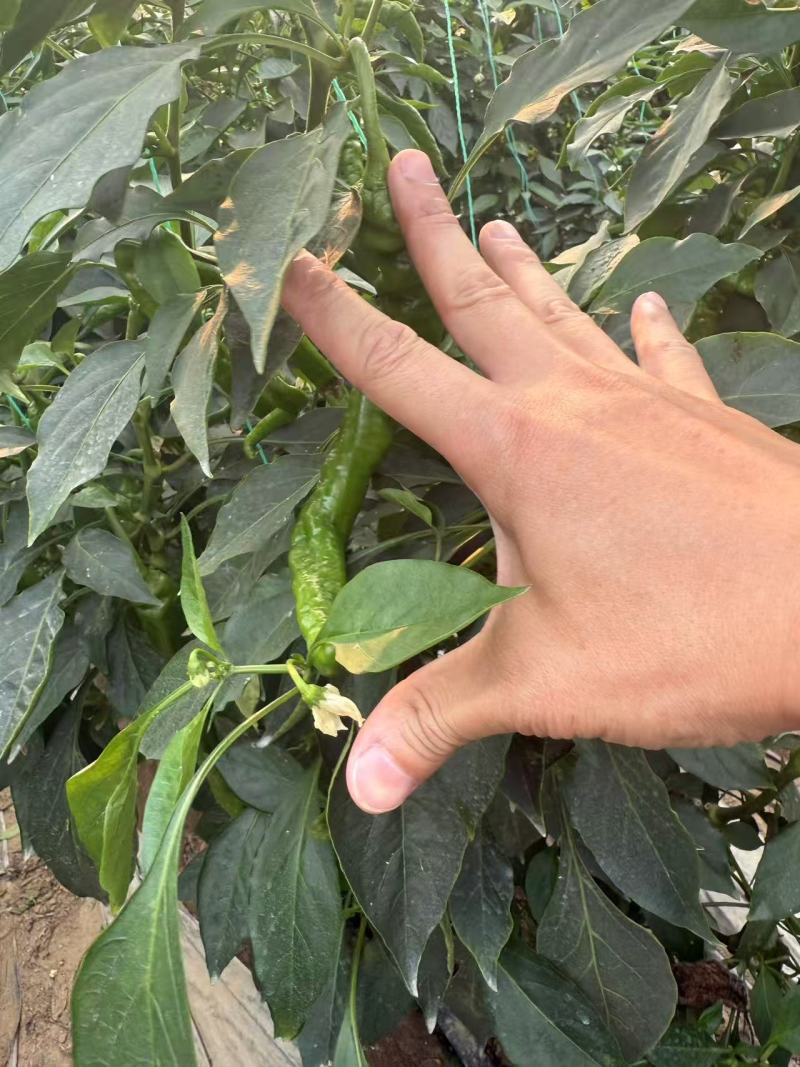 螺丝椒大量供应品质优新鲜可视频看货欢迎咨询来电