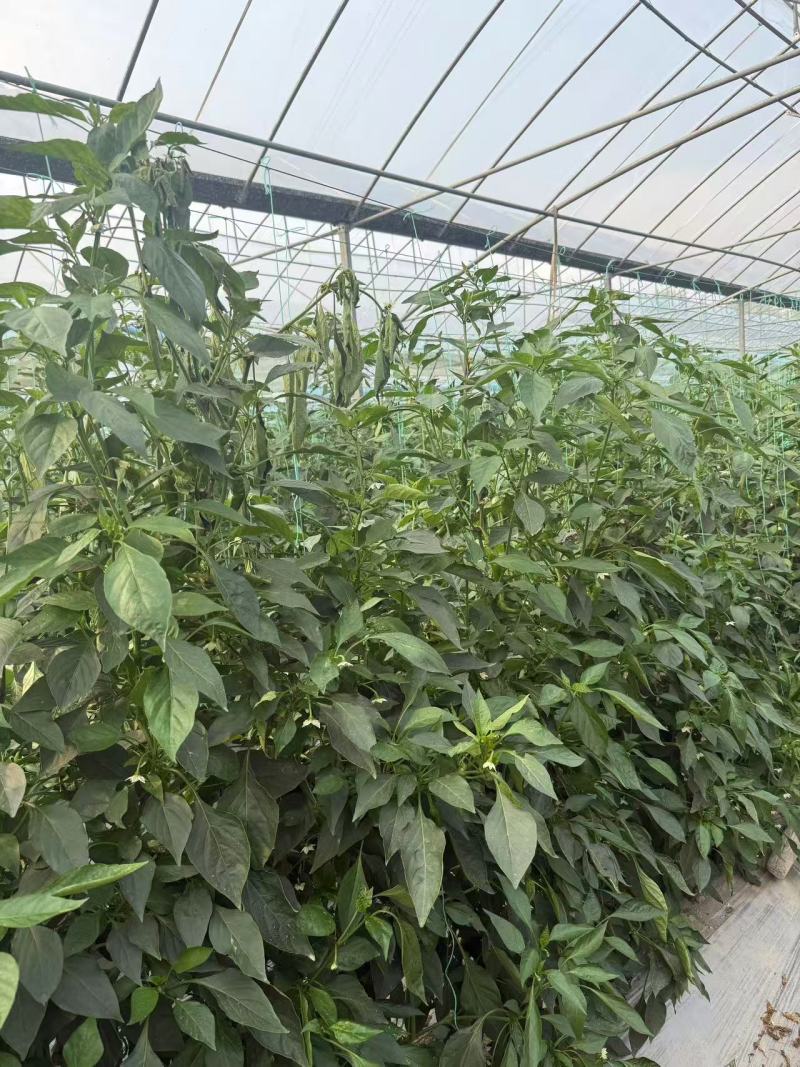 螺丝椒大量供应品质优新鲜可视频看货欢迎咨询来电