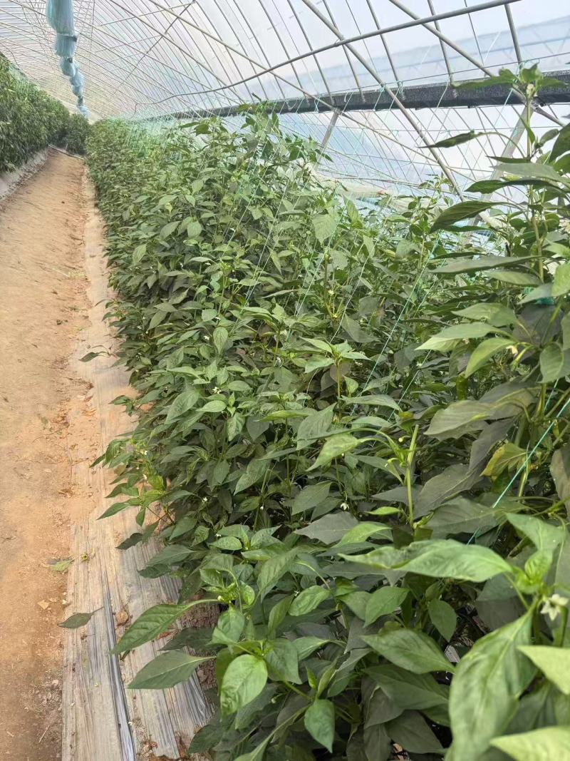 螺丝椒大量供应品质优新鲜可视频看货欢迎咨询来电