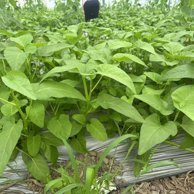 空心菜大量供应品质优新鲜可视频看货欢迎咨询来电