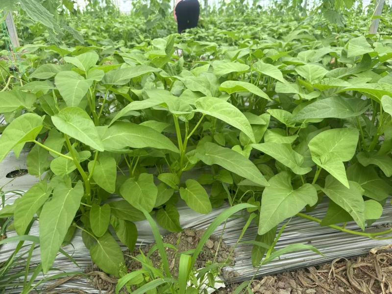 空心菜大量供应品质优新鲜可视频看货欢迎咨询来电