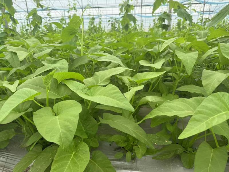空心菜大量供应品质优新鲜可视频看货欢迎咨询来电