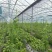 空心菜大量供应品质优新鲜可视频看货欢迎咨询来电