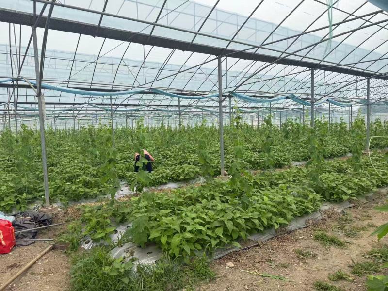 空心菜大量供应品质优新鲜可视频看货欢迎咨询来电