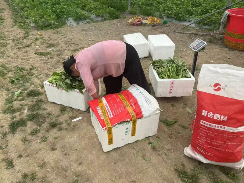 空心菜大量供应品质优新鲜可视频看货欢迎咨询来电