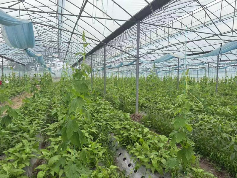空心菜大量供应品质优新鲜可视频看货欢迎咨询来电