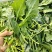 菠菜，蔬菜，叶菜，辣椒，芥菜头，青萝卜，水果萝卜，豌豆荚