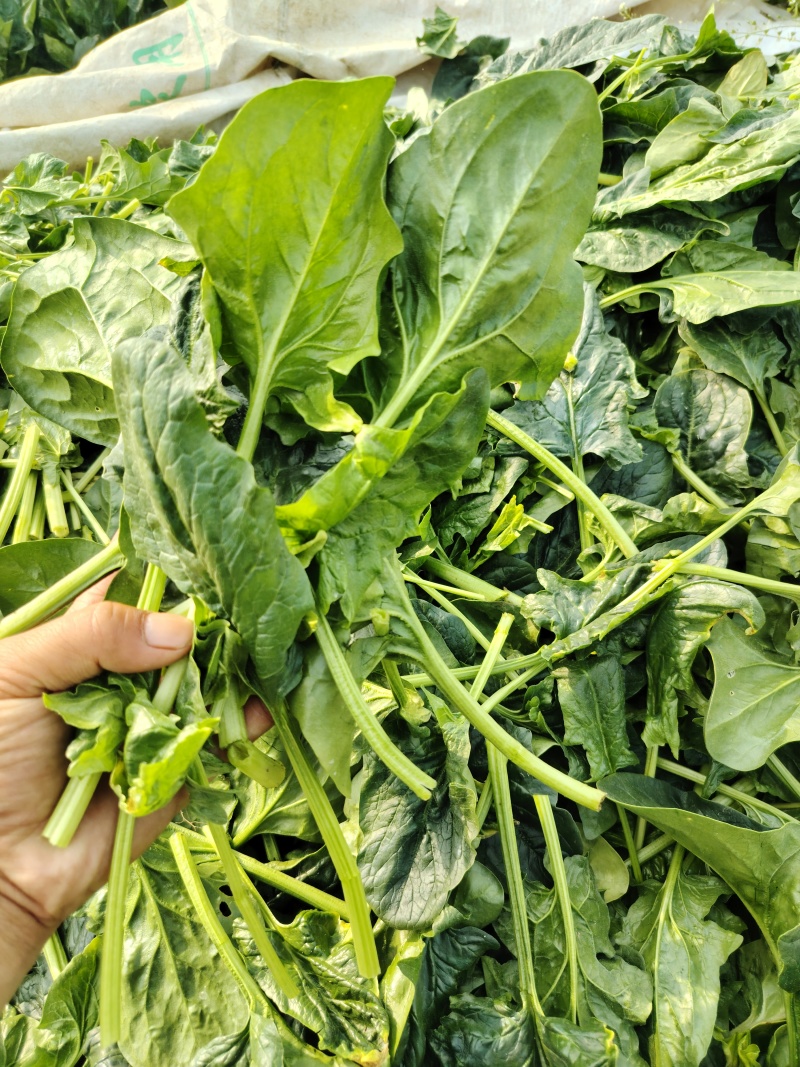 菠菜，蔬菜，叶菜，辣椒，芥菜头，青萝卜，水果萝卜，豌豆荚