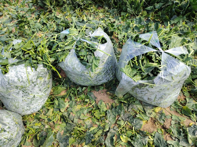 菠菜，蔬菜，叶菜，辣椒，芥菜头，青萝卜，水果萝卜，豌豆荚