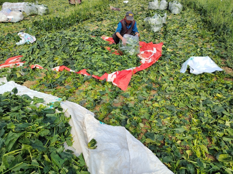 菠菜，蔬菜，叶菜，辣椒，芥菜头，青萝卜，水果萝卜，豌豆荚