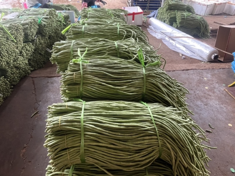 长豆角/豇豆，青条豆角，产地直发